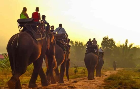 elephant_riding Safari