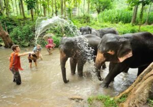 elephant_washing