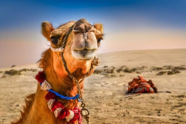 Camel-safari-in-Jaisalmer-tour Camel Safari in Jaisalmer tour