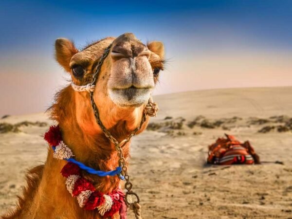 Camel-safari-in-Jaisalmer-tour Camel Safari in Jaisalmer tour